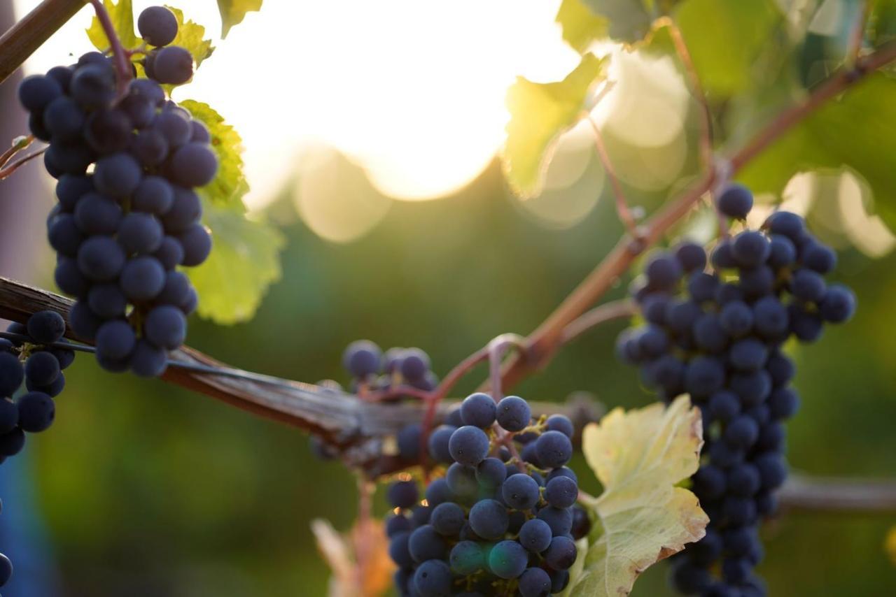 Weingut Martin Blass Erlabrunn  Extérieur photo